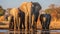 African Elephants in Nature Reserve Drinking From Water Hole