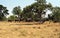 African elephants, Okavango Delta, Botswana