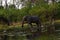 African Elephants on the Okovango Delta