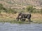 African elephants at Pilanesberg