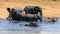 African elephants playing in a muddy waterhole