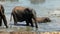 African elephants playing in a muddy waterhole, Addo Elephant National Park, South Africa
