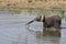 African elephants playing in water