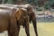 African elephants in a pond on a sunny day in Saen Monorom, Cambodia