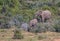 African elephants roam in nature