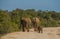 African elephants roam in nature