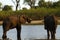 African Elephants on Savuti Channel