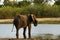 African Elephants on Savuti Channel