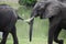 African Elephants, Selous Game Reserve, Tanzania