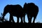 African Elephants Silhouette