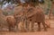 African elephants small family group interaction