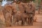 African elephants small family group interaction