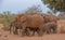 African elephants small family group interaction