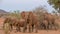 African elephants small family group interaction