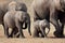 African elephants, South Africa