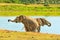 African Elephants South Africa