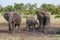 African elephants splashing at a muddy water hole