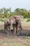 African elephants splashing at a muddy water hole