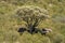 African elephants stand in shade of tree