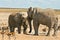 African Elephants standoff at the waterhole