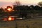 African Elephants Sunset on Savuti Channel