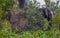 African elephants take a dust bath in the bush