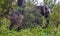 African elephants take a dust bath in the bush