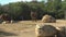 African elephants trunk take sand and throw on his back. Cleaned from bugs and parasites. Elephants in the african zoo