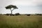 African elephants under trees on savannah