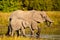 African Elephants wading