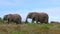 African elephants walk across a fynbos covered hill