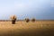 African elephants walk across the savannah of Etosha National Park, Namibia