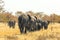 African elephants walking away