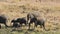 African elephants walking in line - Kruger National Park