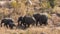 African elephants walking in line - Kruger National Park