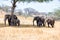 African elephants walking in savannah