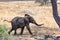 African elephants walking in savannah