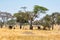 African elephants walking in savannah