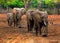 African Elephants walking through a shady forest with vibrant green trees