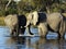 African Elephants - Waterhole - Botswana