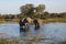 African Elephants - Waterhole in Botswana