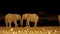 African elephants at a waterhole at night - Etosha