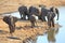 African Elephants at a waterhole taking a drink - taken from above