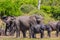 African elephants at watering
