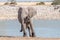 African elphant, Loxodonta africana, facing the camera