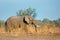 African Elphant strolling though dry yellow grass in South Luangwa in the dry season, Zambia