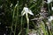 African or Fairy iris Dietes grandiflora   3