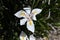 African or Fairy iris Dietes grandiflora   4