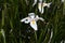 African or Fairy iris Dietes grandiflora   5