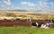 African farm cows resting on th meadow